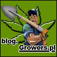 blog growers o uprawie i hodowli marihuany