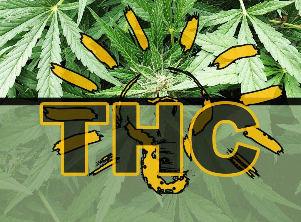 najwyższy poziom thc w marihuanie