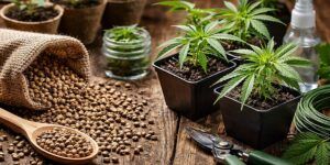 Nasiona marihuany vs klony co wybrac
